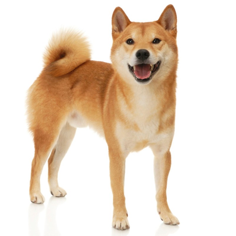 Create meme: breed of dog Shiba inu, the breed is Shiba inu, Akita inu