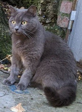 Создать мем: кошка шартрез, кот серый, русская голубая кошка