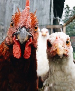 Create meme: laying hens, chicken meme, Dutch chickens