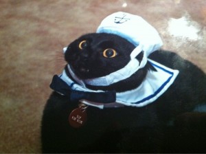 Create meme: cat sailor, the cat captain, your boat is ready captain