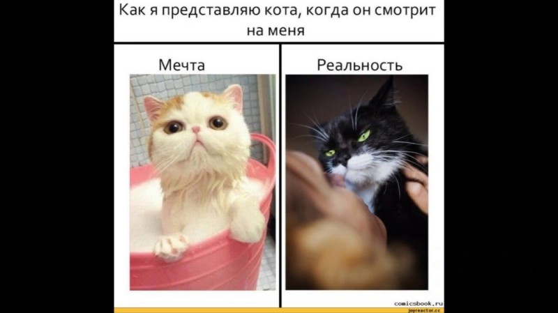 Создать мем: мемы про котов, кот, смешные мемы ожидание реальность