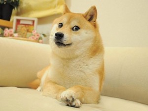 Create meme: dog breeds Shiba inu, shiba inu , the breed is Shiba inu