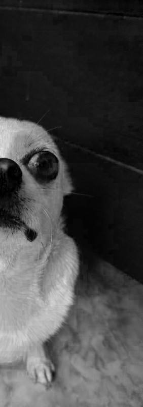 Create meme: the funny muzzles, breed Chihuahua, chihuahua