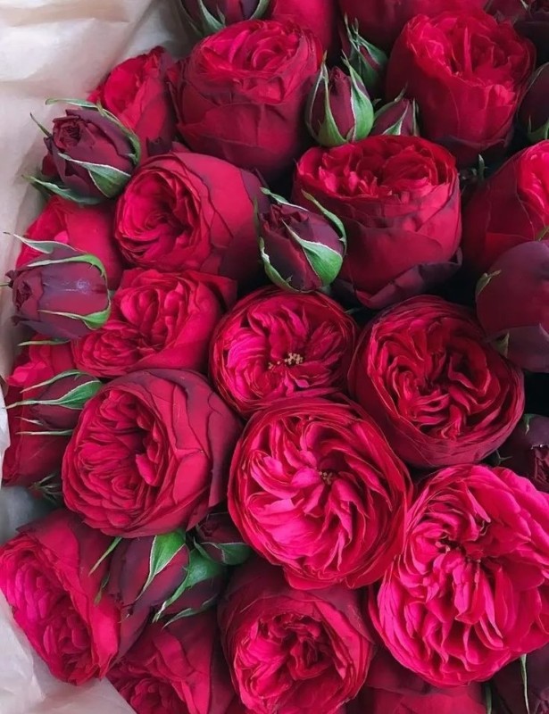 Создать мем: цветы пионовидные розы, пионовидные розы тесс, красная кустовая пионовидная роза