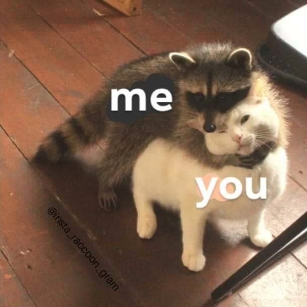 Create meme: raccoon, raccoon polosun, a raccoon hugs a cat