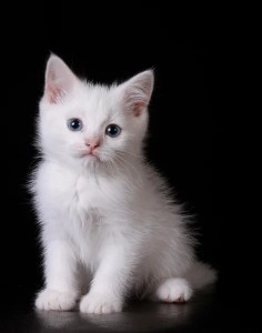 Create meme: Turkish Angora, Maine Coon white, white kitten