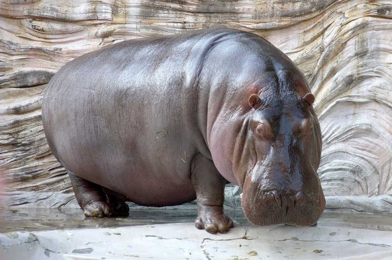 Create meme: behemoth on a white background, hippopotamus hippopotamus, Hippo 