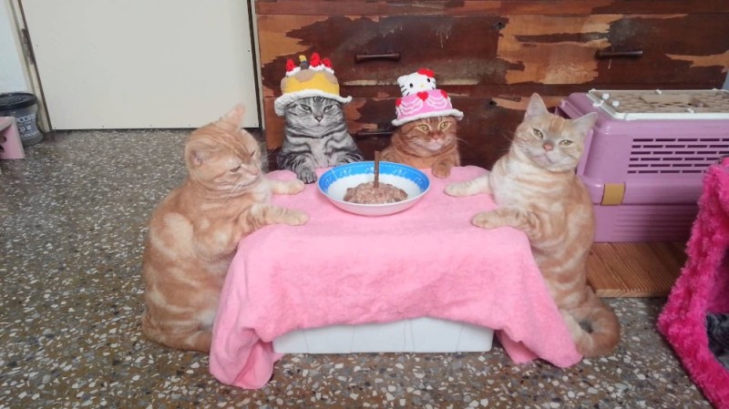 Создать мем: cat, cat cat, кот с тортом