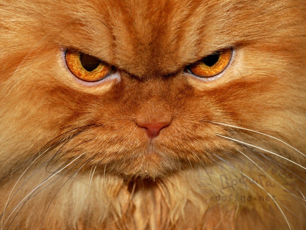 Создать мем: рыжий недовольный кот, злобный кот, очень злой кот