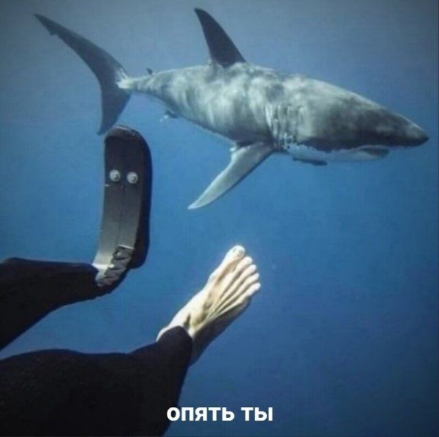 Create meme: shark large, white shark, great white shark 