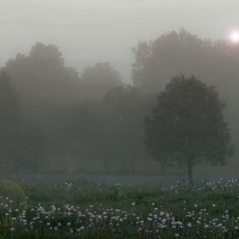 Create meme: fog in the village, foggy morning, fog at dawn