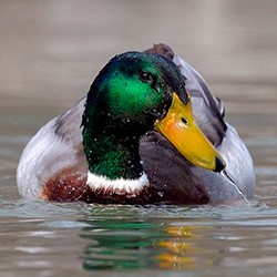 Create meme: Mallard duck