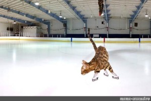 Create meme: cat on skates, ice   skating, cat 