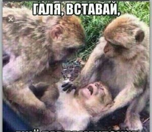 Create meme: the picture with the monkeys let me die in peace, let me die in peace picture, let me die in peace monkey