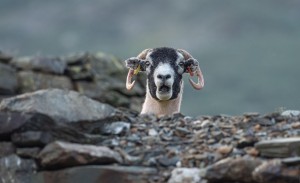 Создать мем: sheep, sheep ram photo, овца