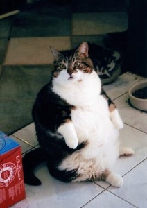 Создать мем: смешной толстый кот, толстый котик, толстенький кот