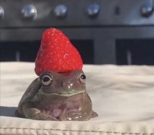 Создать мем: frog and toad, лягушка домашняя, лягушки