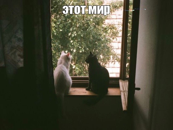 Создать мем: коты, кот на окне, кот