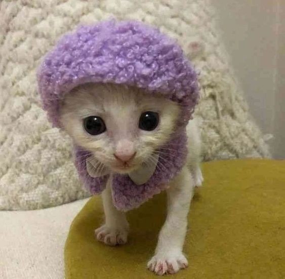 Create meme: cute cats , funny cat in a hat, cute cats in hats