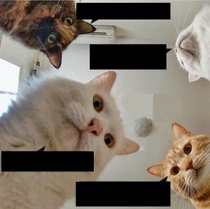 Создать мем: самые популярные котики, кошка мем, кот мем