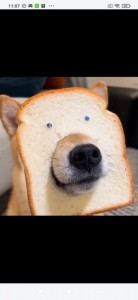 Создать мем: собака хлеб, смешные мордочки собак, собака мем