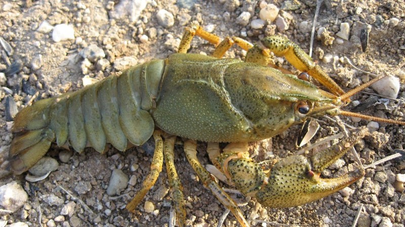 Create meme: astacus astacus, river crustaceans