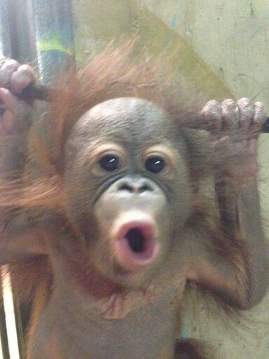 Create meme: happy monkey, funny animal faces, the baby orangutan