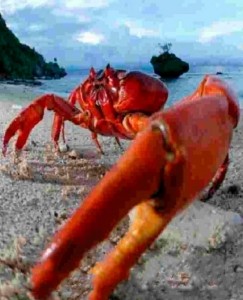 Create meme: crabs of the black sea, crabs