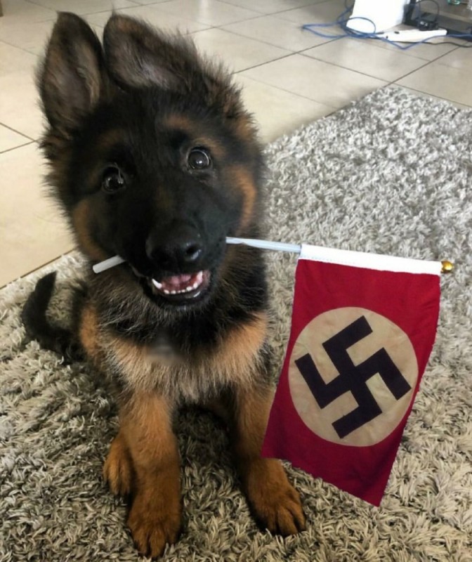 Create meme: german shepherd puppy, German shepherd , german shepherd puppy cons