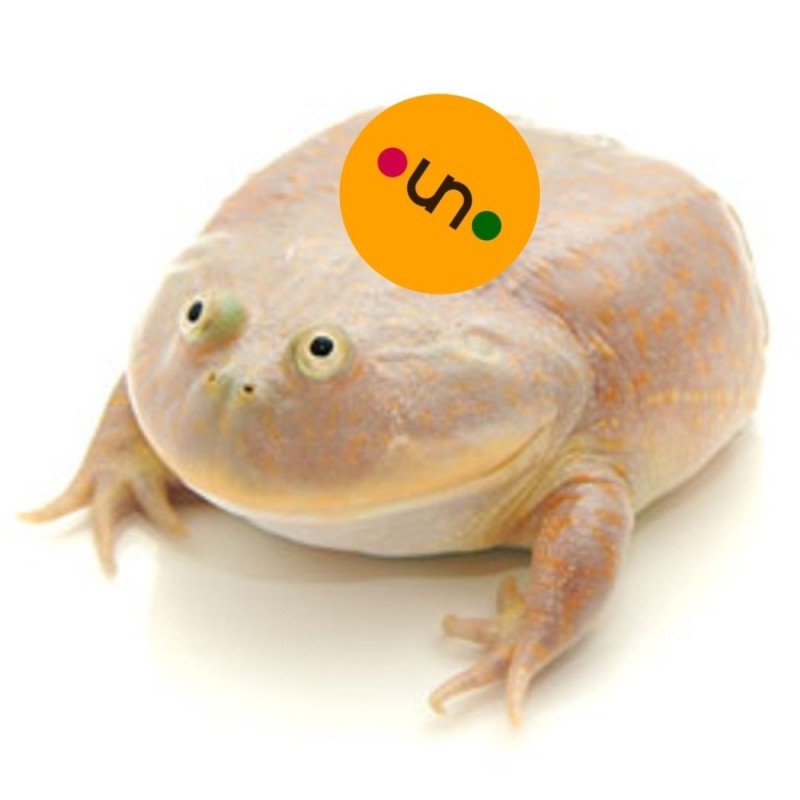 Create meme: Wednesday toad, toad , toad frog