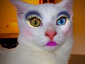 Create meme: painted Sphynx cat photos, funny cats with makeup, cat