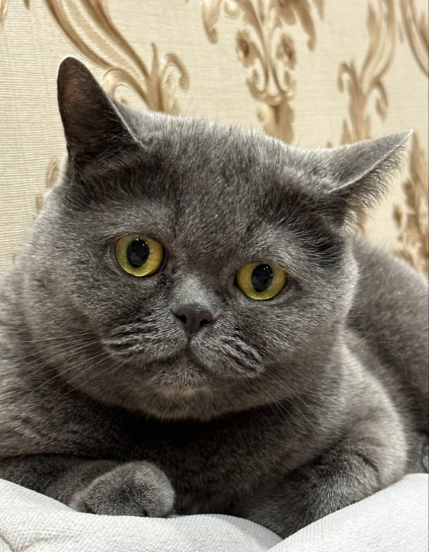 Create meme: British Shorthair, the British breed of cats, cat British