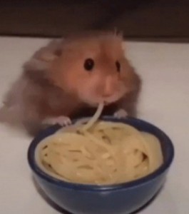 Создать мем: смешные хомячки, hamster, hungry хомячок