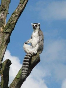 Создать мем: лемур, я збагоен фото, lemur