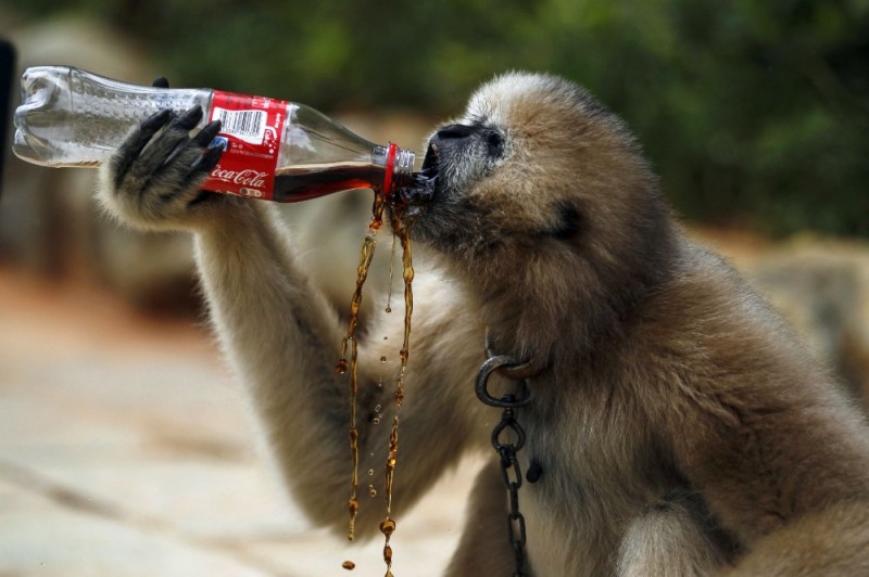 Создать мем: животные приколы, обезьянка с бутылкой, смешные обезьяны