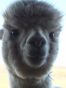 Create meme: Alpaca, llama, baby alpaca