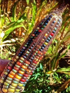 Create meme: corn maize, corn glass gem, colored corn photo