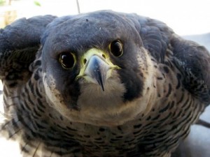 Create meme: hawk, birds of prey, peregrine Falcon