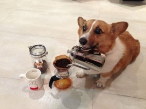 Create meme: good morning, coffee for you, dog