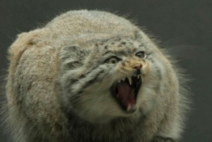 Create meme: angry manul, cat manul, manul