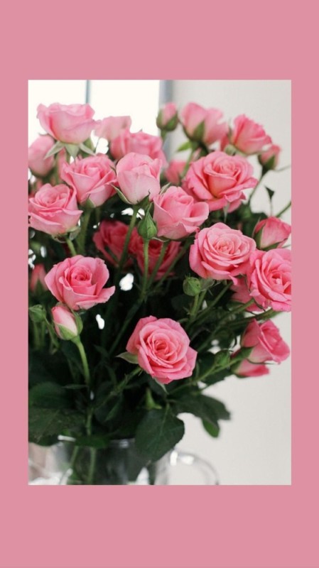 Create meme: greeting cards flowers, rose bush pink, roses postcard