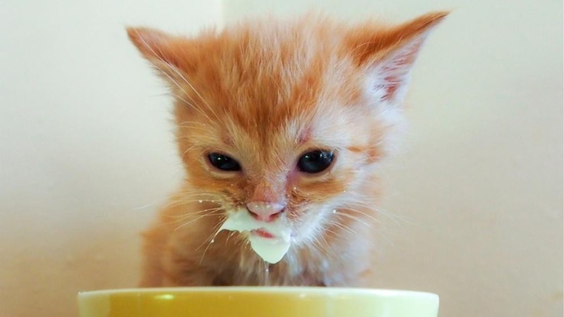 Create meme: A red-haired cat drinks milk, The red-haired kitten washes up, The red kitten drinks milk