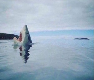 Create meme: great white shark, rare image of a shark stepping, shark