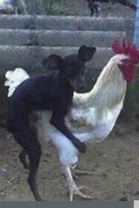 Create meme: rooster, cock gun, the dog has mated with a rooster