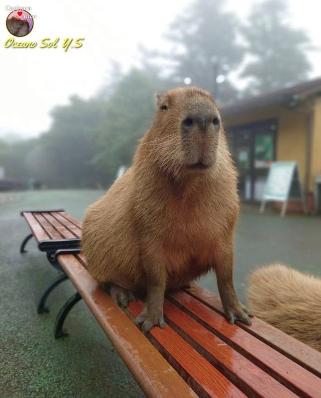 Create meme: the capybara , capybara guinea pig, big capybara