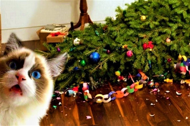 Create meme: the cat dropped the Christmas tree, the cat drops the tree, the cat and the tree