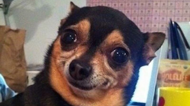 Create meme: Chihuahua meme, meme with dog, funny dog meme