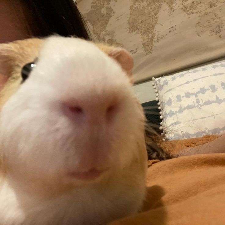 Create meme: homemade Guinea pig, Guinea pig , big guinea pig