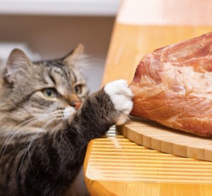 Создать мем: рацион кошки, кот ворует мясо, кот