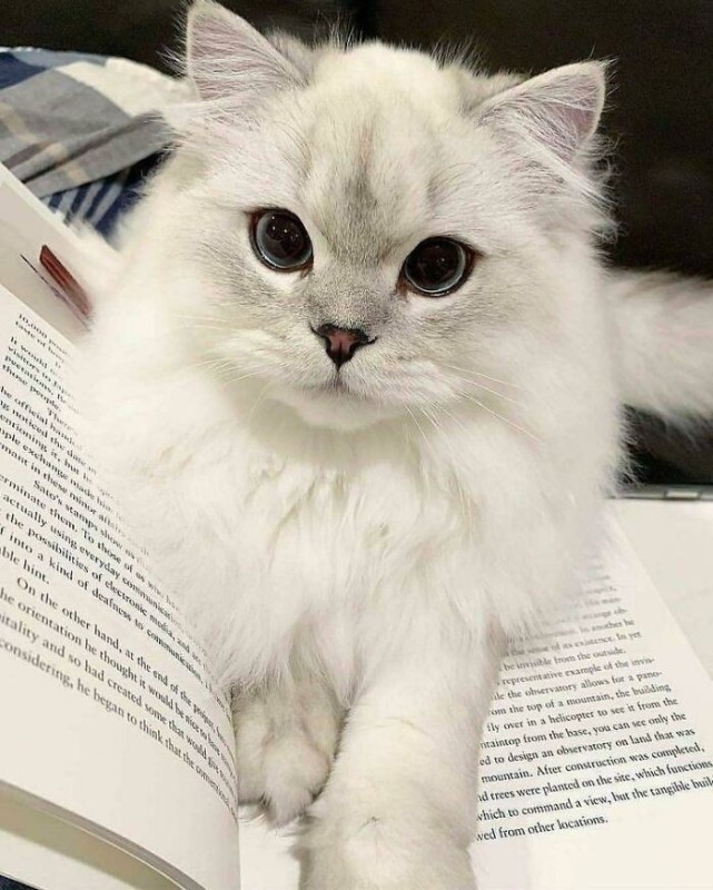 Create meme: The white cat book, cat , cat 